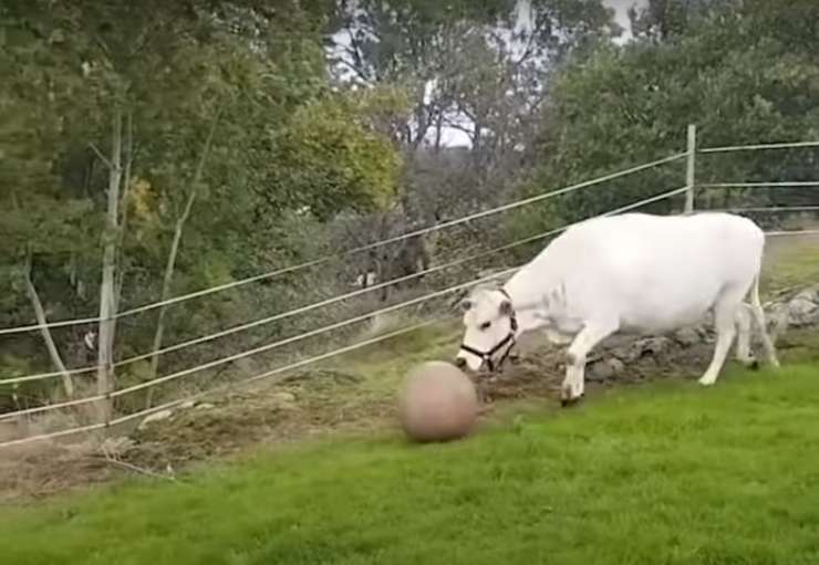 video mucca gioca palla
