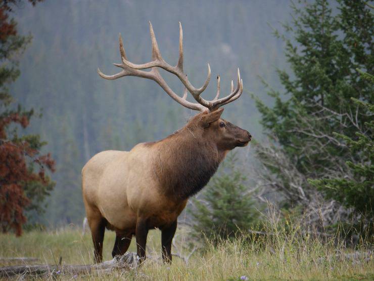 wapiti