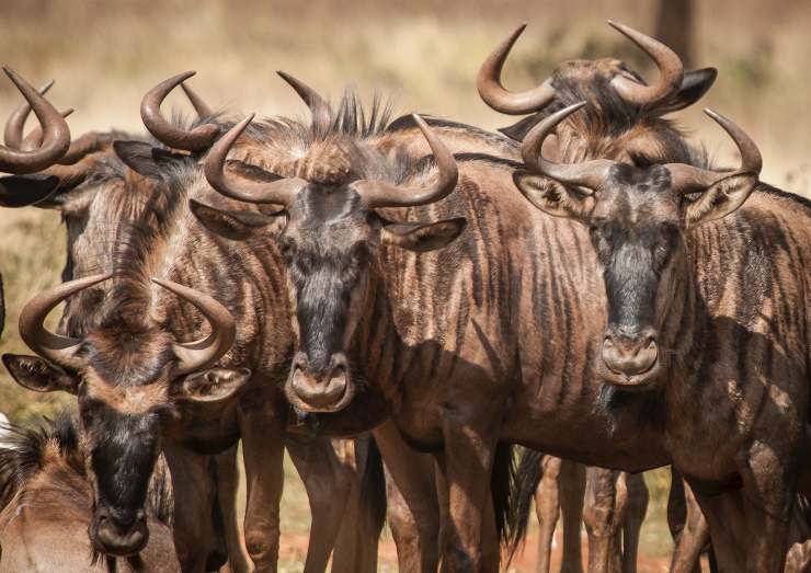 gnu wildebeest