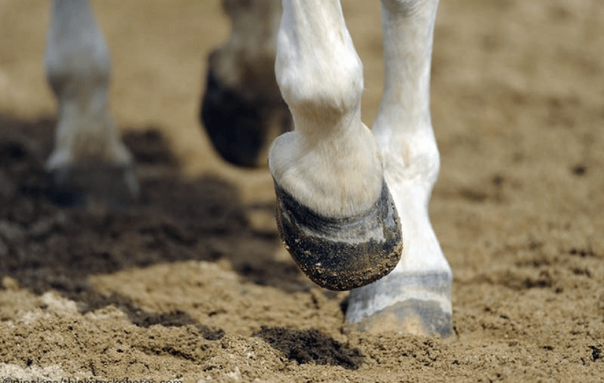 A Cosa Serve Il Ferro Di Cavallo