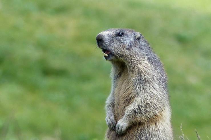 10 curiosità sulla marmotta