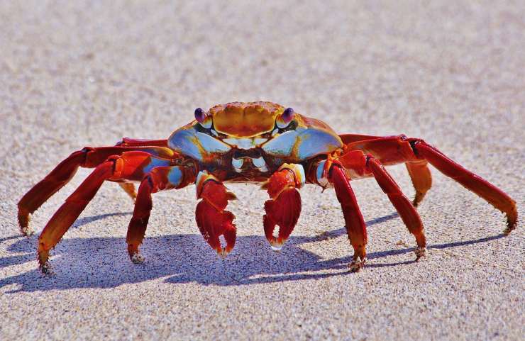 granchio rosso galapagos