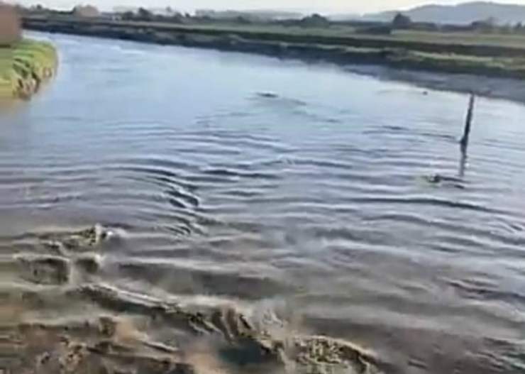 Delfini in movimento nell'acqua (Foto video Facebook Peter Pakinga)