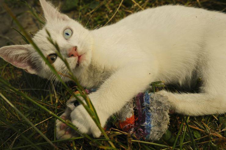 Capire se un gatto è sordo