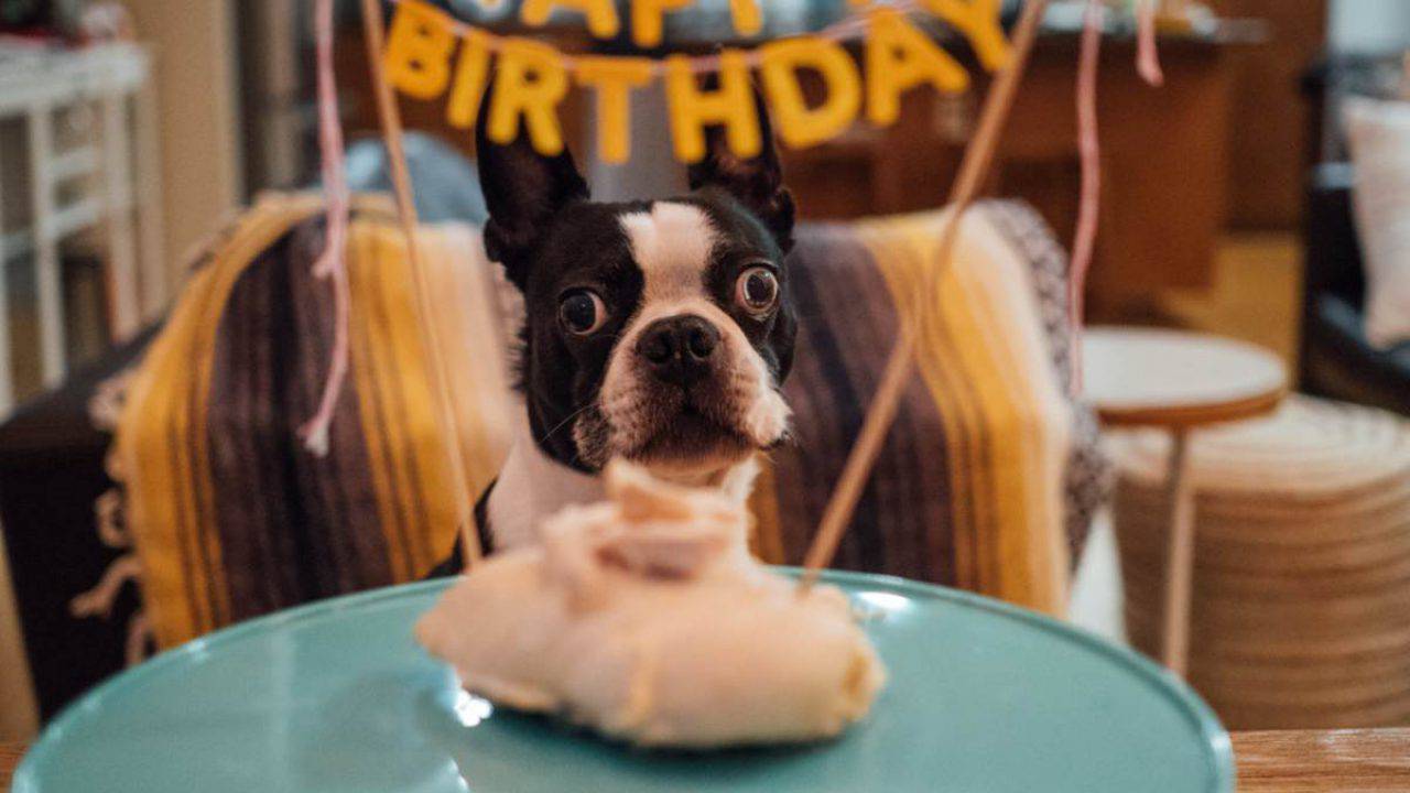 Tanti Auguri Come Preparare Una Festa Di Compleanno Per Cani