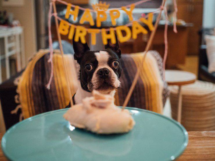 Come preparare una festa di compleanno per cani