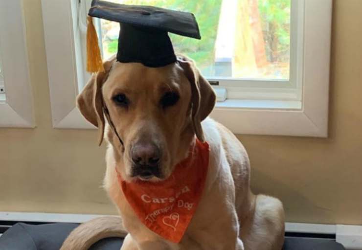 Il cane con il suo riconoscimento accademico (Foto Instagram)