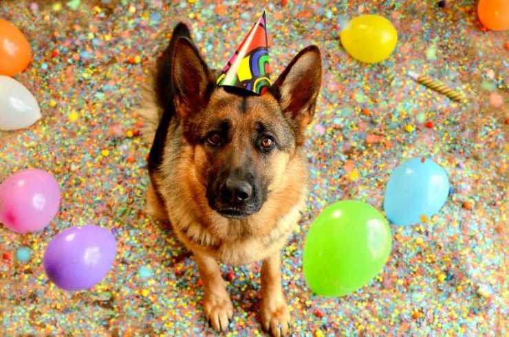 festa compleanno cane