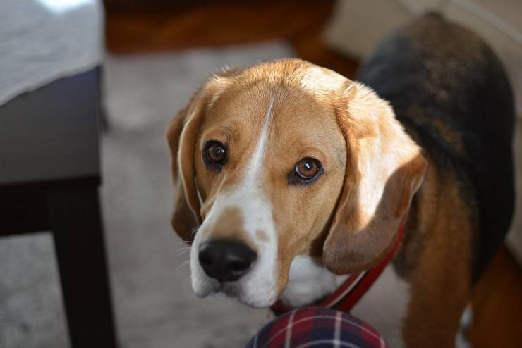 I pro e i contro dell’avere un Beagle