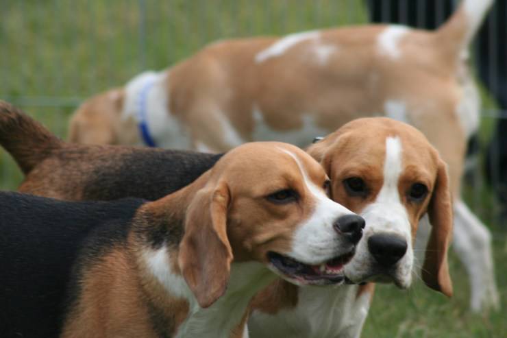 I pro e i contro dell’avere un Beagle