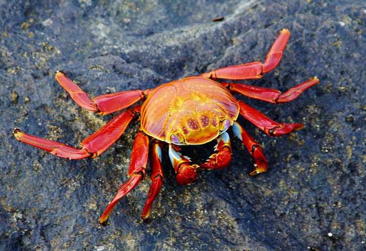 grapsus grapsus granchio rosso galapagos