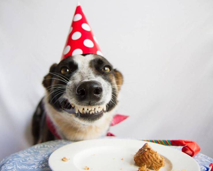 torta cani decorazioni party