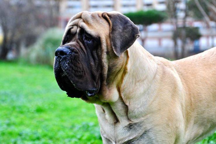 mastiff mastino inglese