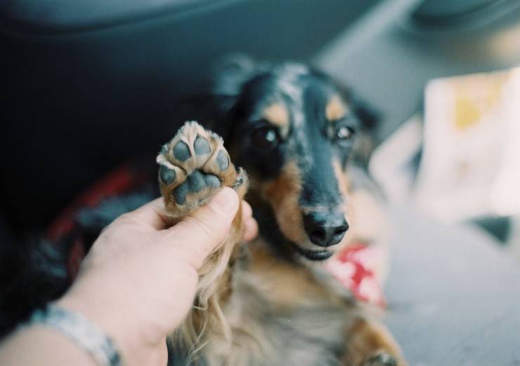 Perché il cane si morde le zampe? I motivi, i rischi e i benefici per Fido