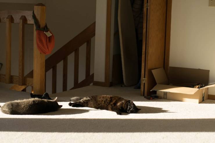 Perché ai gatti piace stare al sole?