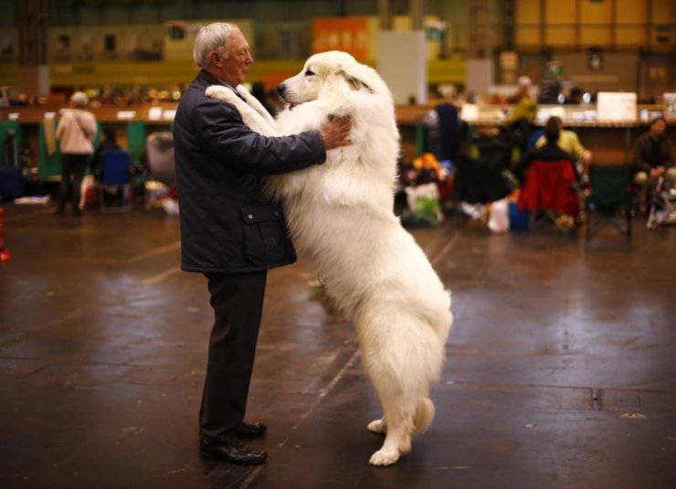 Dog dance ballare con il cane