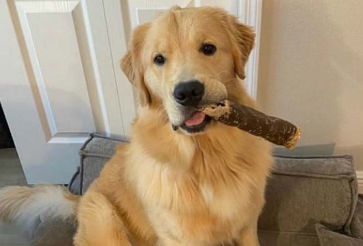 Il cane con lo snack (Foto Instagram)