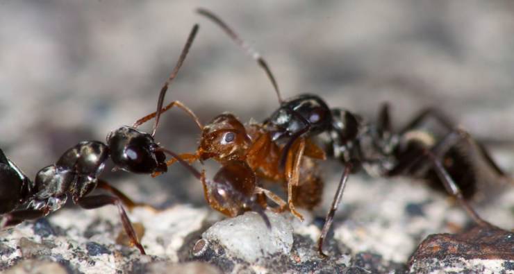 Come allontanare le formiche in sicurezza con rimedi naturali