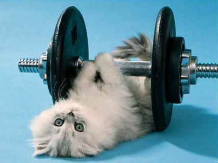 Esercizio fisico per i gatti: quanto ne serve e come farlo al meglio
