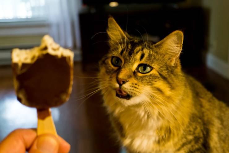 gelato per gatti