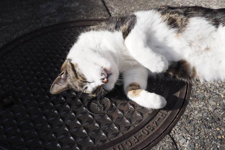 Perché ai gatti piace stare al sole?