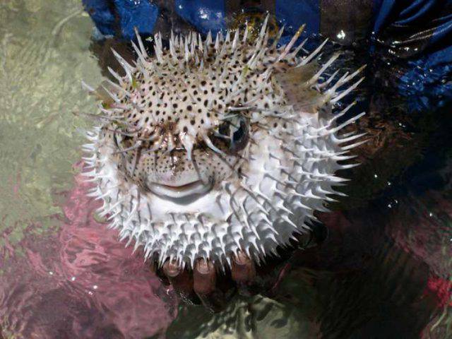 10 Animali Marini Più Pericolosi Del Mondo