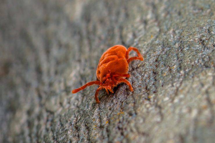 Allontanare i ragnetti rossi con metodi naturali