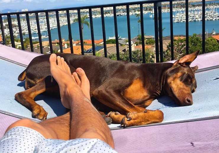 Perché ai cani piace stare al sole? Rischi e benefici