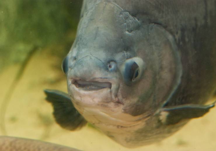 Pesce Pacu