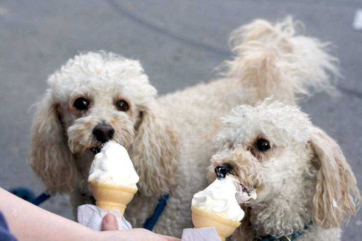 L’estate arriva anche per Fido: prepariamo il gelato per cani