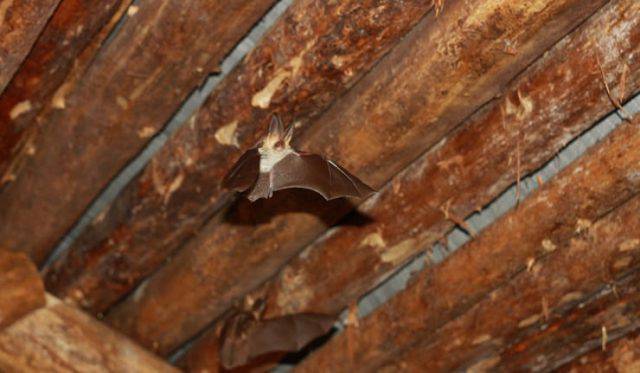 Pipistrello in casa: come farlo uscire in 5 mosse e non ferirlo