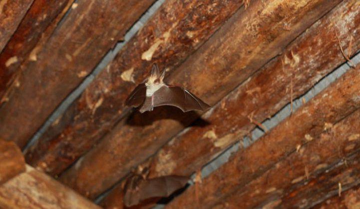 Come Far Uscire Un Pipistrello Da Casa