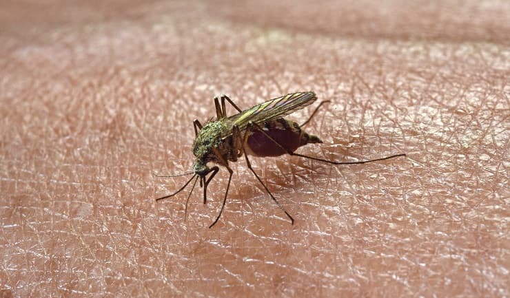 Rimedio naturale per zanzare