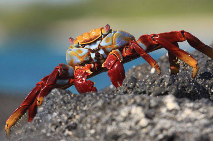 grapsus grapsus granchio rosso galapagos