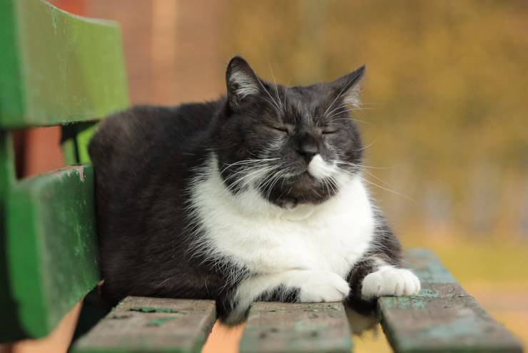 Perché ai gatti piace stare al sole?