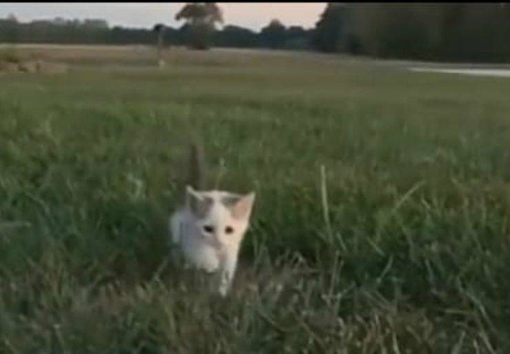 Il gattino nel prato (Foto video)