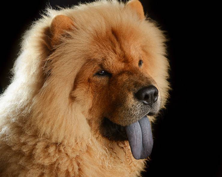 chow chow cani cinesi