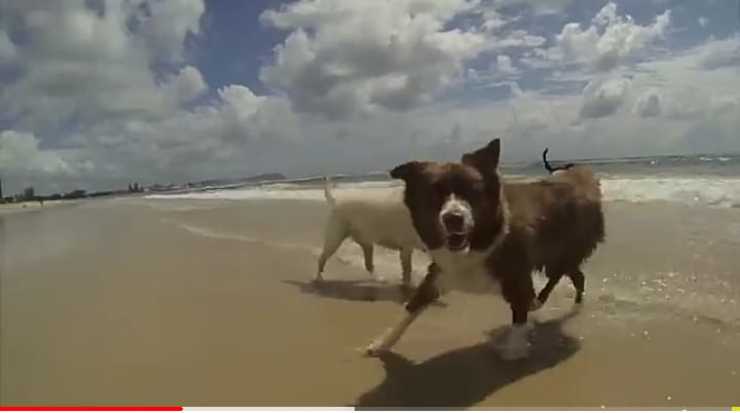 Il cane con la pallina (Foto video)