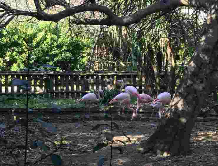 Gli animali nel Parco (Foto Facebook)