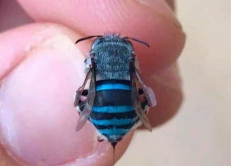 Una delle api blu ritrovate (Foto Instagram)
