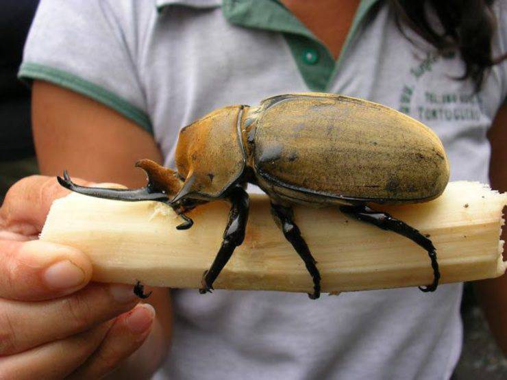 scarabei golia