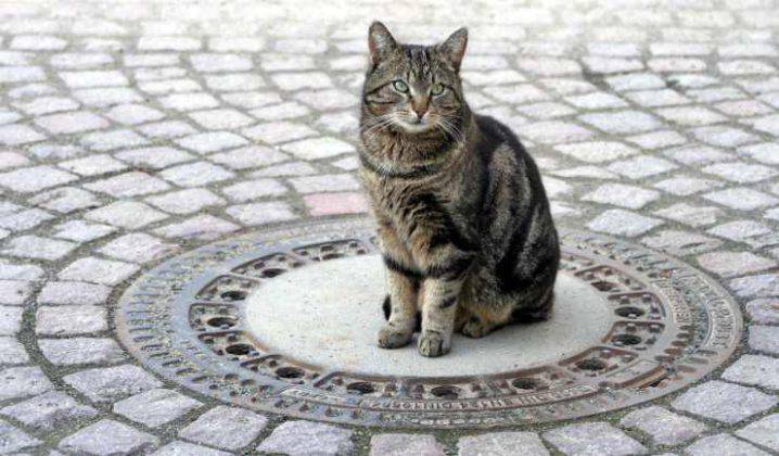 Un Gatto Randagio Si Abitua In Casa