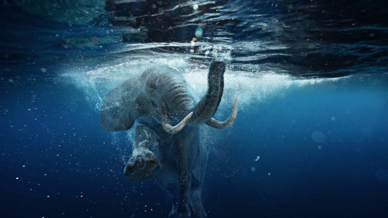 Curiosita Sul Pesce Elefante Ha Un Naso Lungo Ma Non Dice Bugie