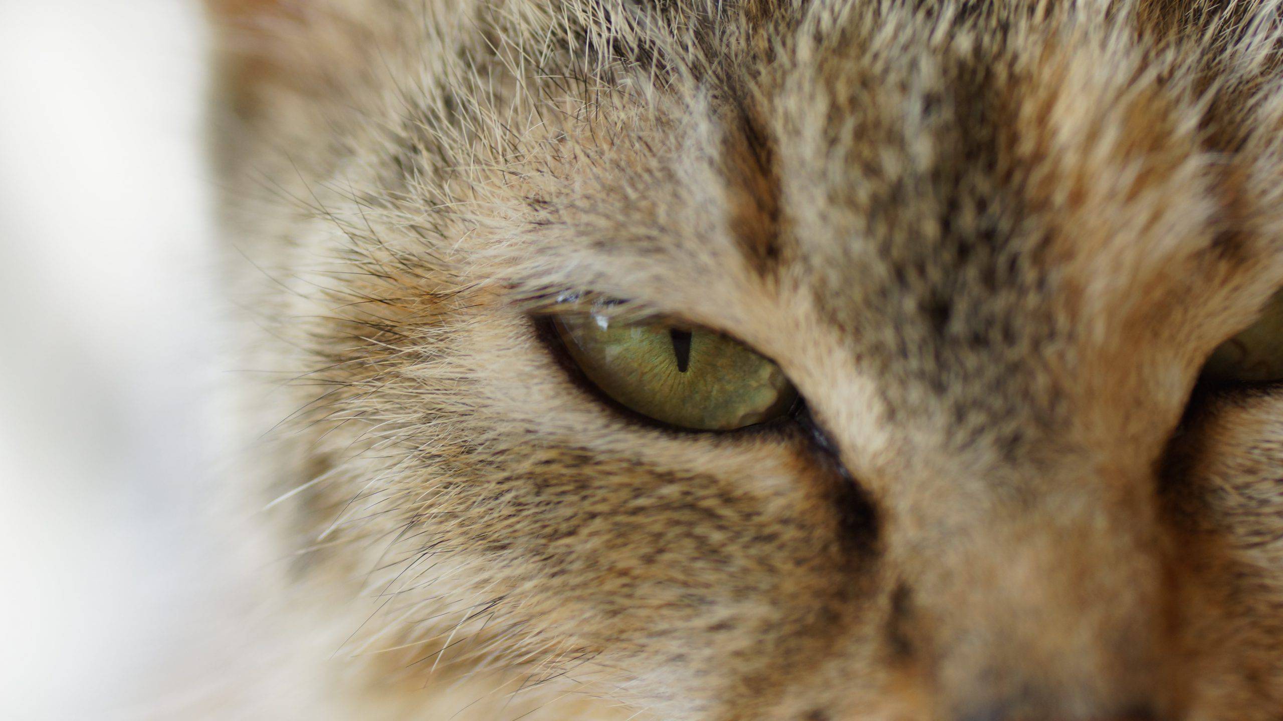 Secrezioni Oculari Nel Gatto Cause Sintomi E Trattamento