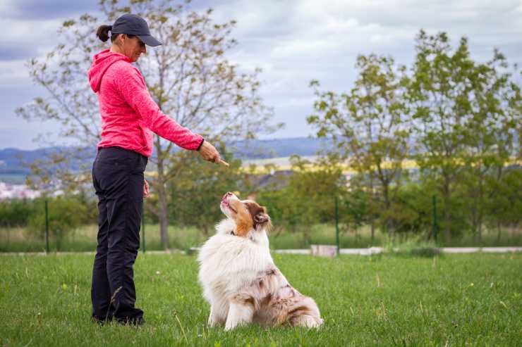 Diventare addestratore di cani