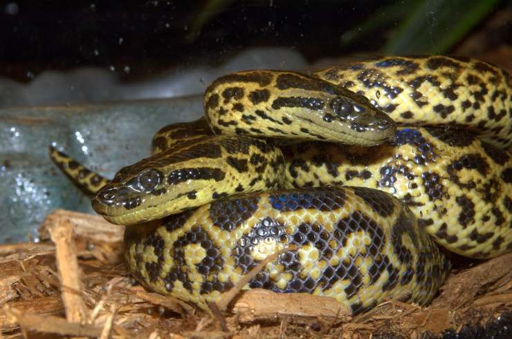 Anaconda giallo