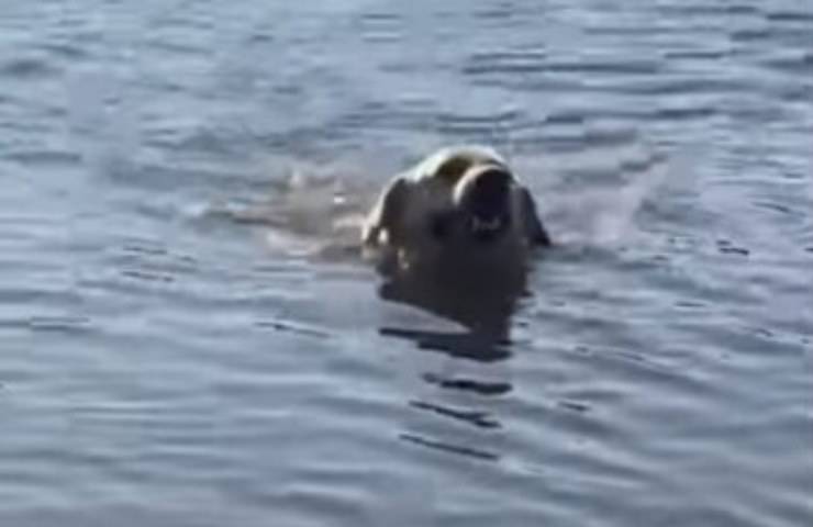 cane insegue barca proprietari