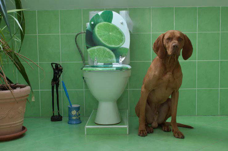 Il cane beve dal Wc