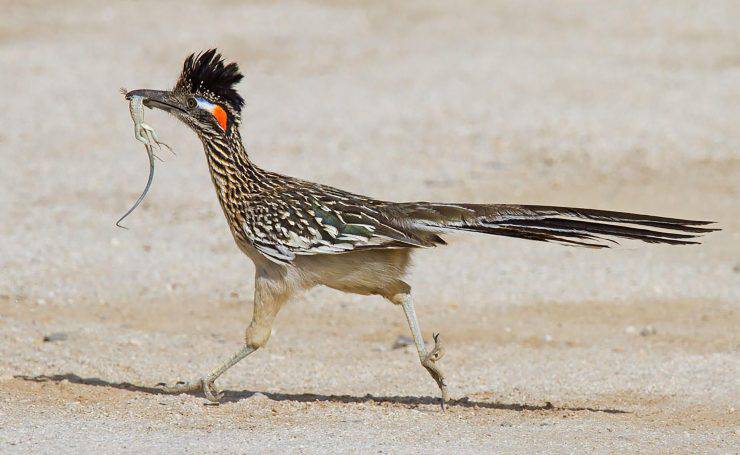 Corridore della strada roadrunner