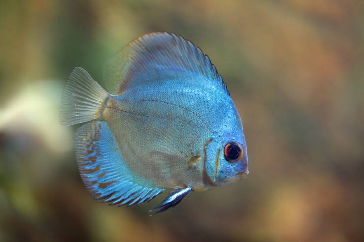 Pesce Cyprinodon 